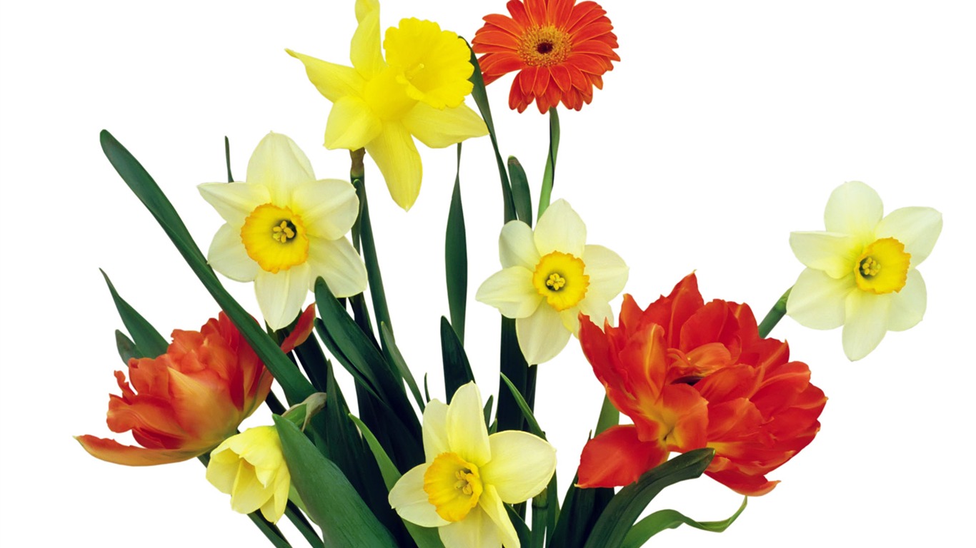 Tulip tapety album (7) #18 - 1366x768