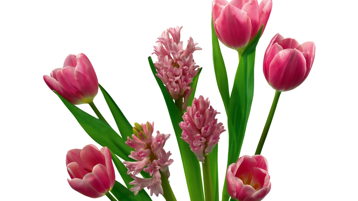 Tulip wallpaper album (7) #20 - 1366x768