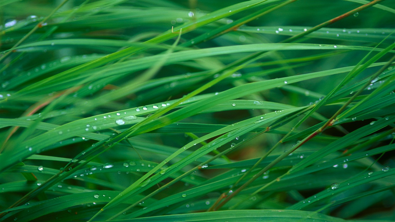 超大鲜花绿叶特写 壁纸(一)2 - 1366x768