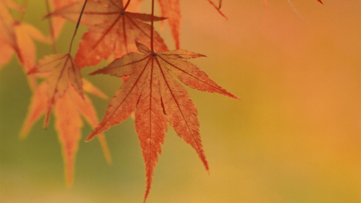 超大鲜花绿叶特写 壁纸(一)3 - 1366x768