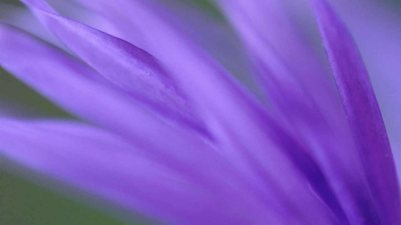 Velké zelené listy close-up květina tapety (1) #4 - 1366x768