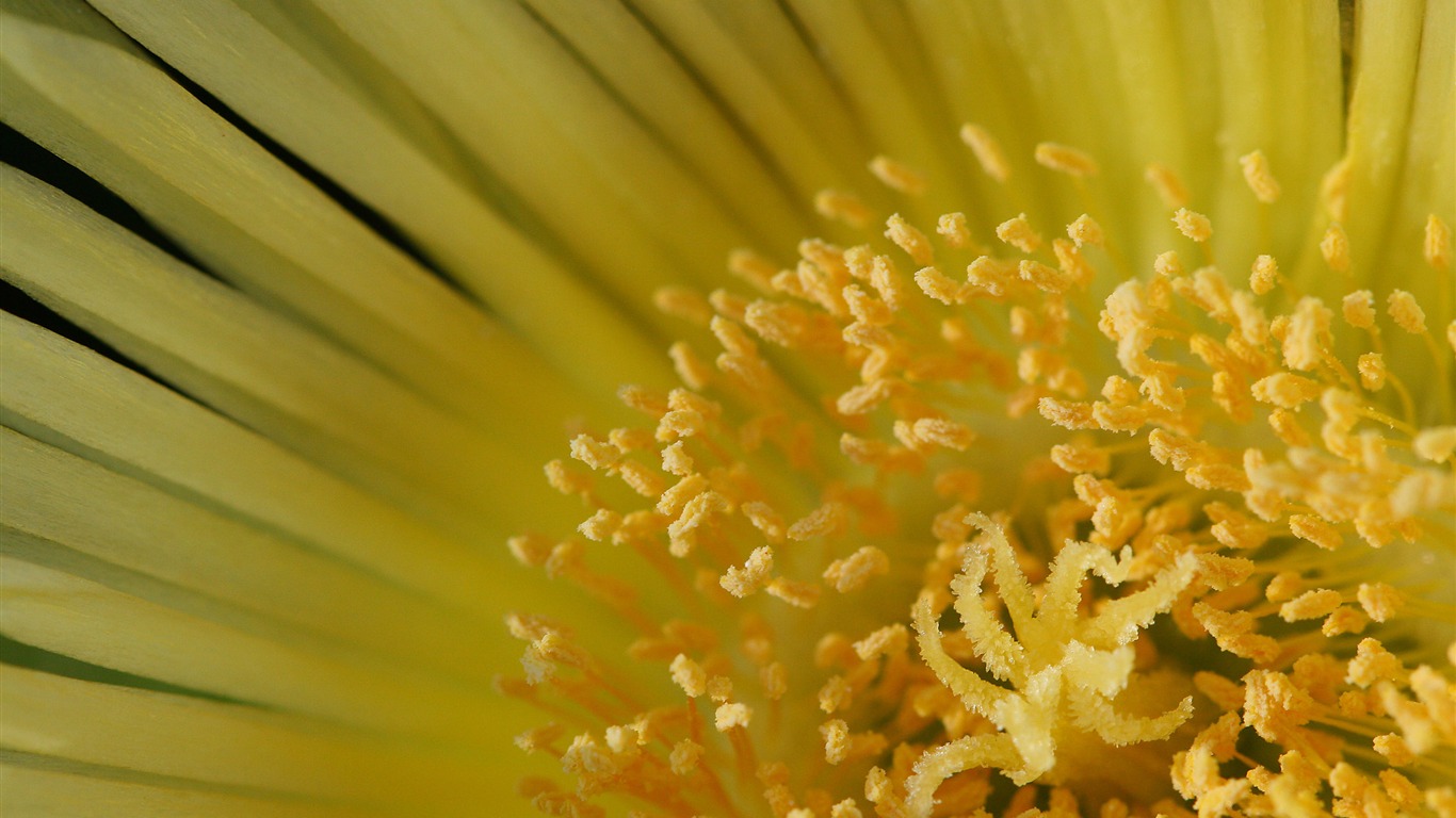 Large green leaves close-up flower wallpaper (1) #5 - 1366x768