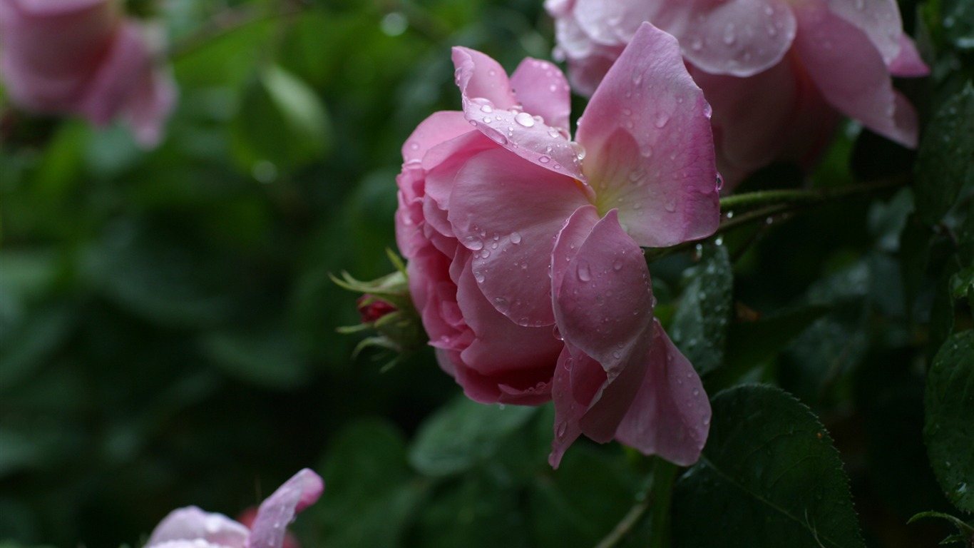 超大鲜花绿叶特写 壁纸(一)6 - 1366x768