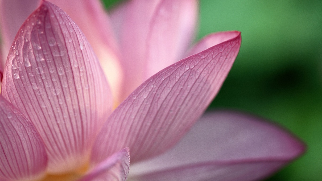 Large green leaves close-up flower wallpaper (1) #7 - 1366x768