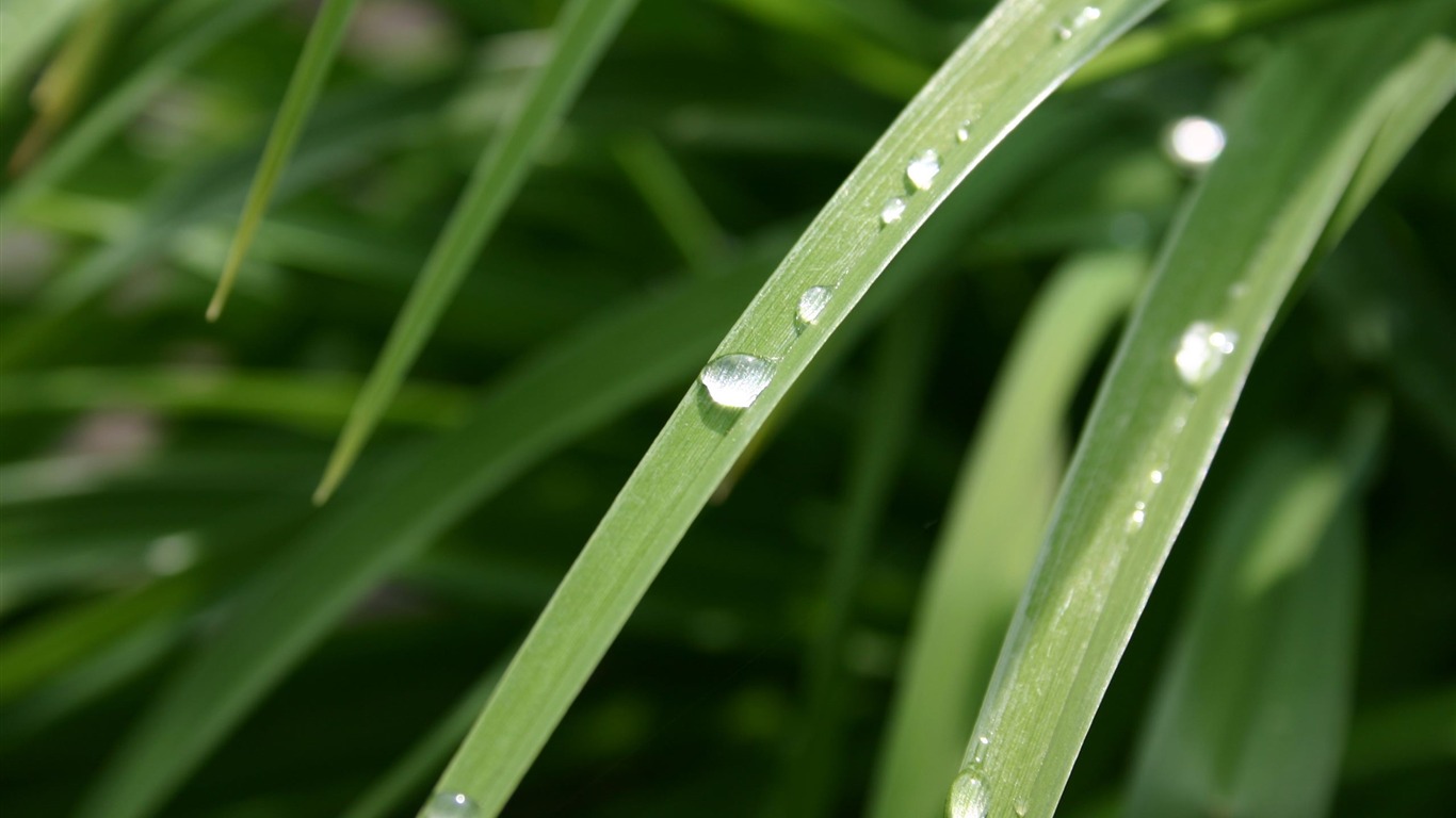 Large green leaves close-up flower wallpaper (1) #10 - 1366x768