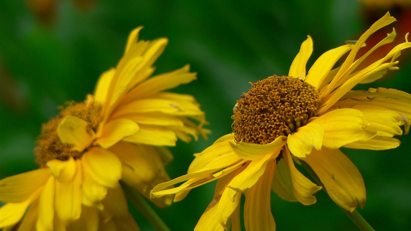 超大鲜花绿叶特写 壁纸(一)12 - 1366x768