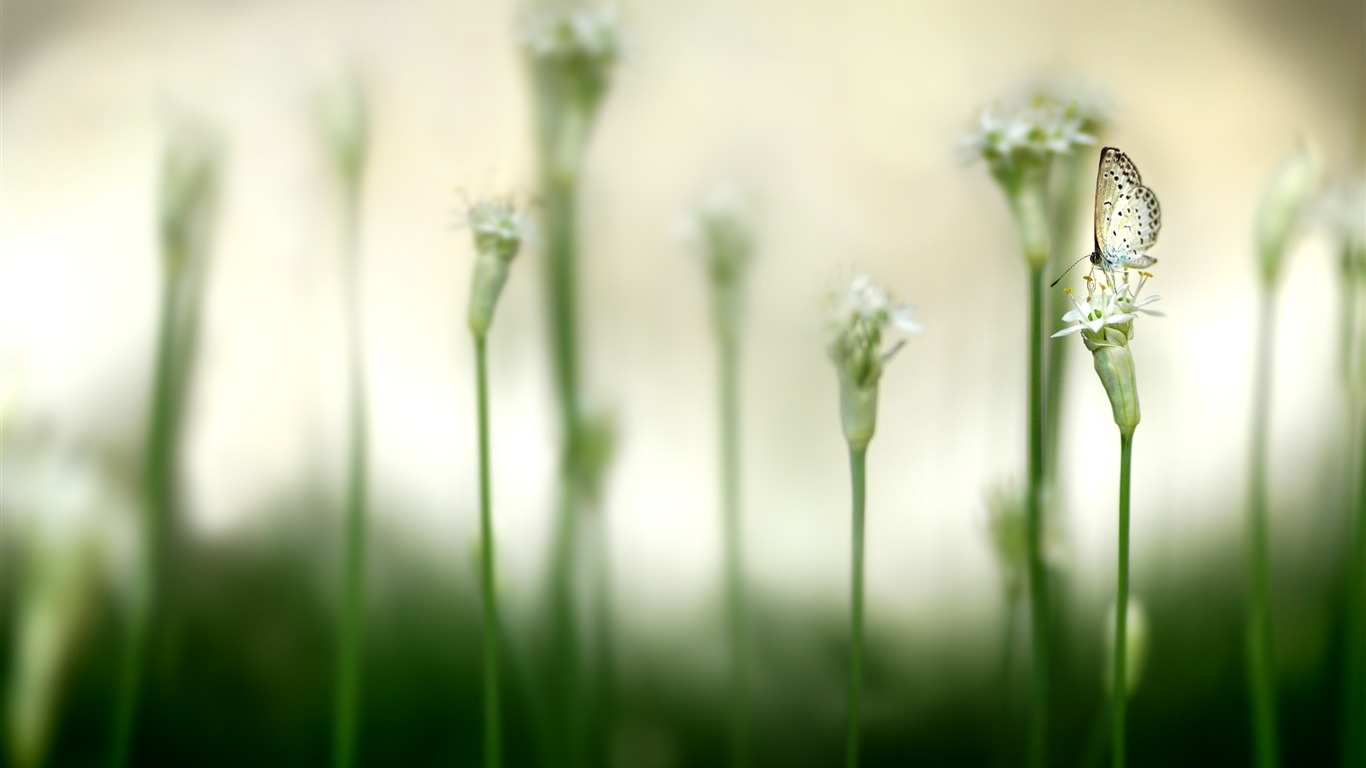 Large green leaves close-up flower wallpaper (1) #13 - 1366x768