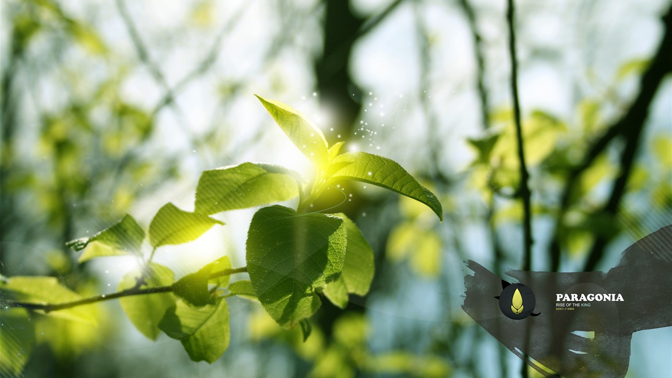 超大鲜花绿叶特写 壁纸(一)17 - 1366x768