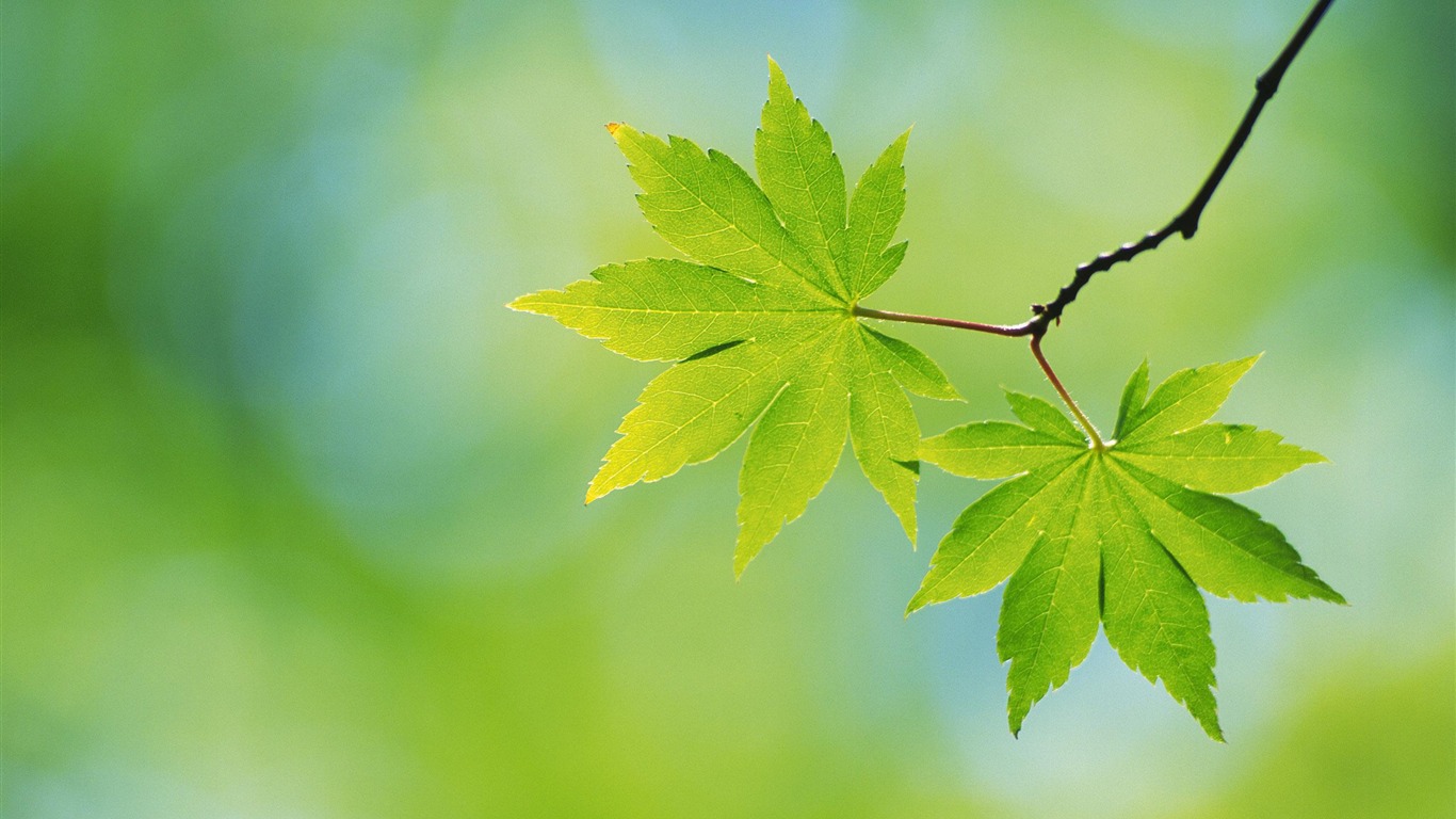 Large green leaves close-up flower wallpaper (1) #18 - 1366x768