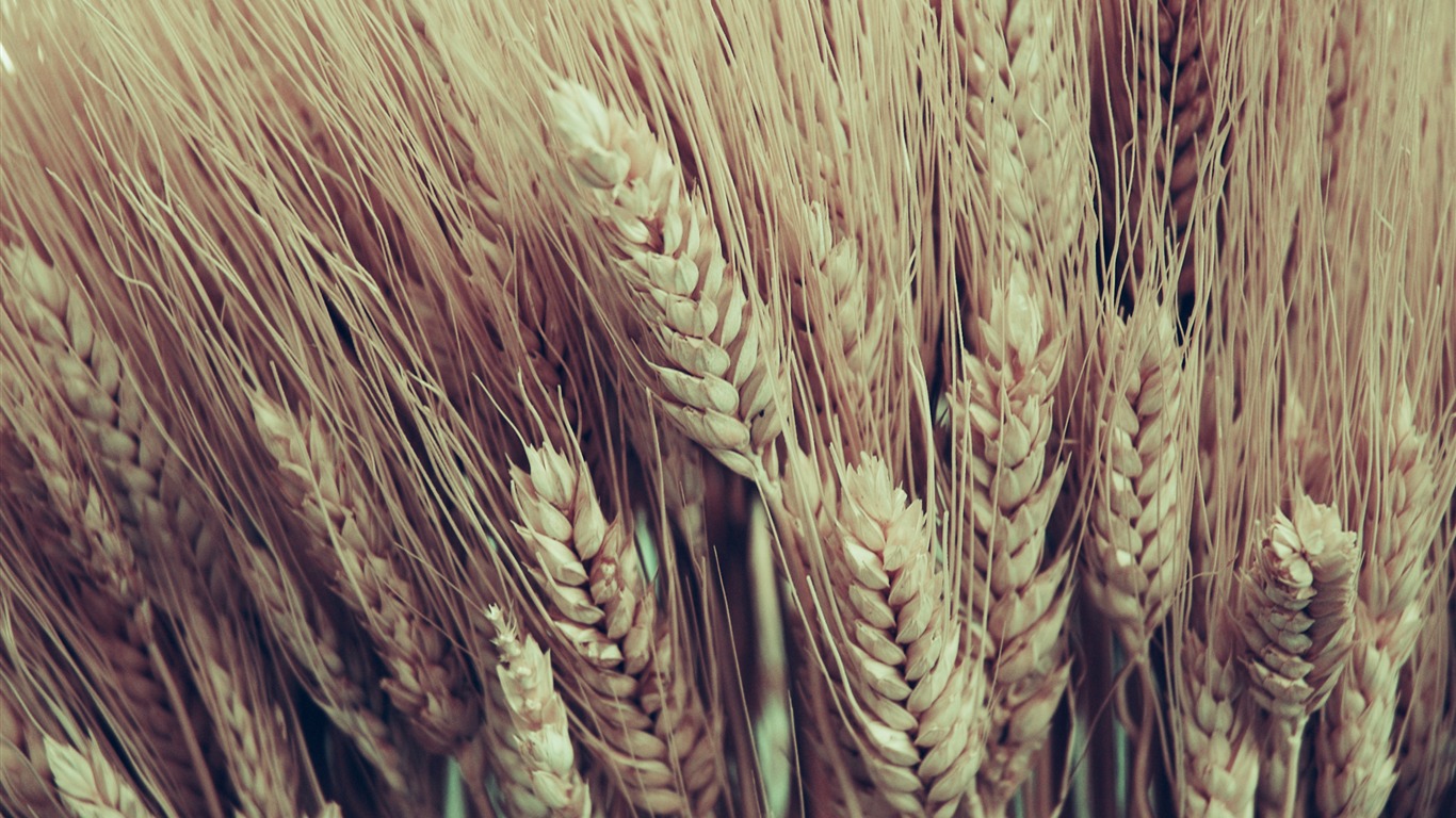 Large green leaves close-up flower wallpaper (1) #20 - 1366x768