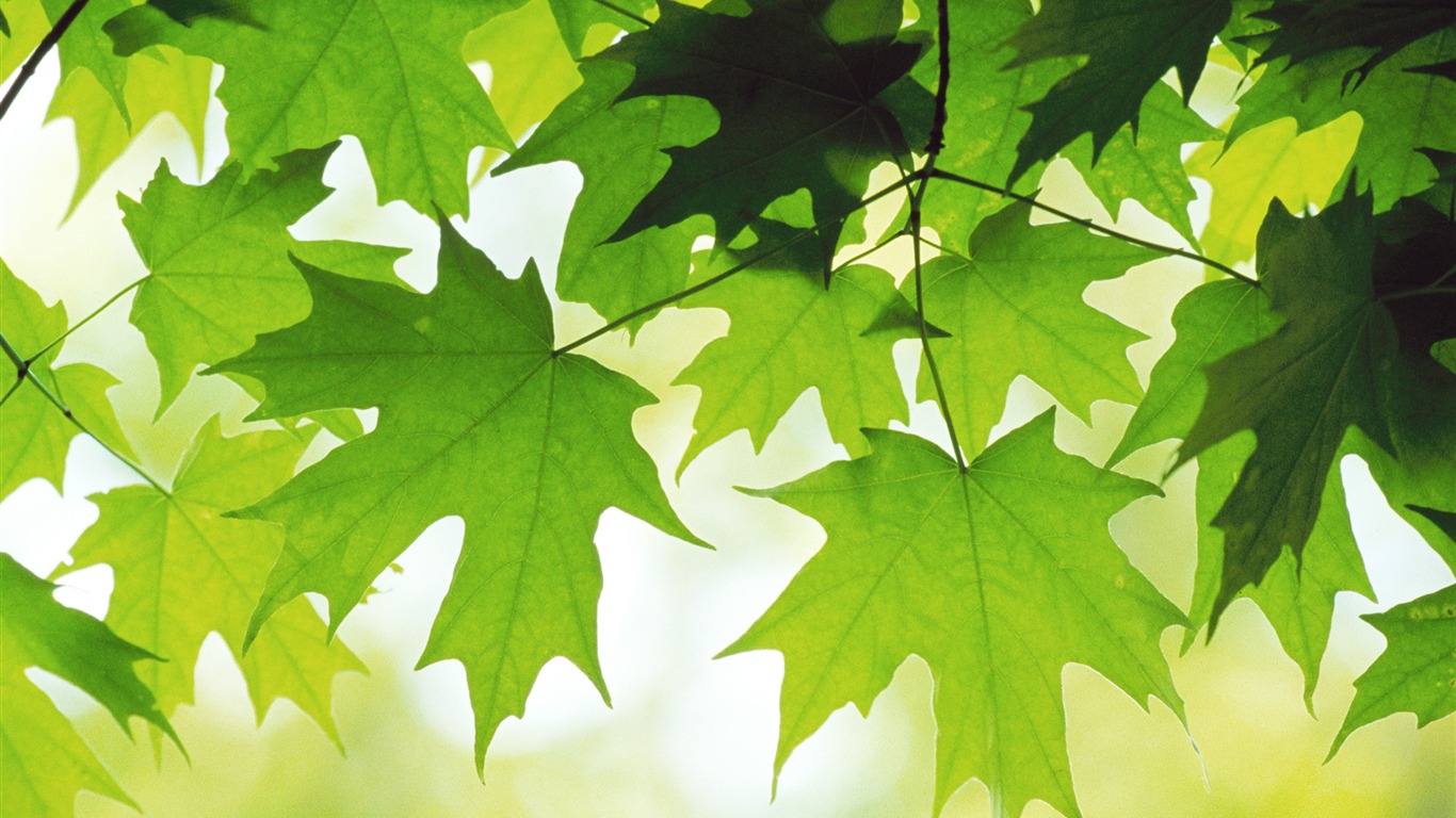 Large green leaves close-up flower wallpaper (2) #1 - 1366x768