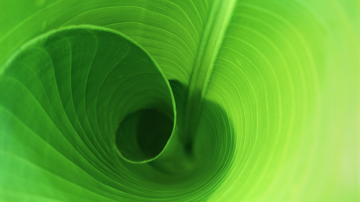 Large green leaves close-up flower wallpaper (2) #3 - 1366x768