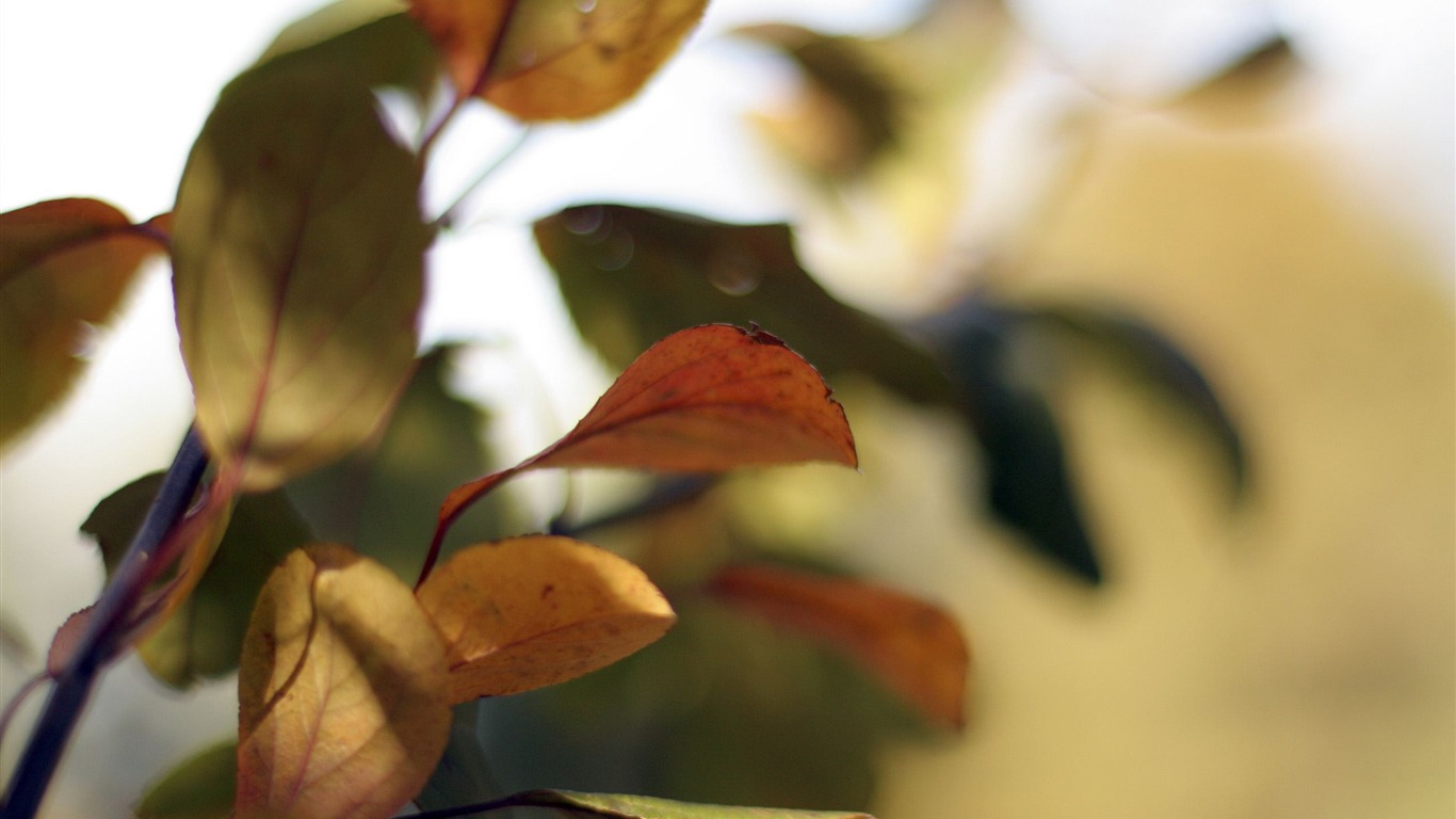 Large green leaves close-up flower wallpaper (2) #5 - 1366x768