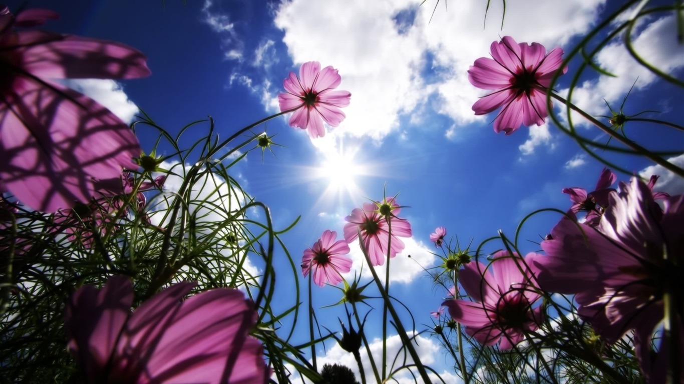 Large green leaves close-up flower wallpaper (2) #8 - 1366x768