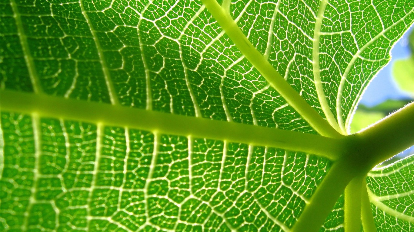 Large green leaves close-up flower wallpaper (2) #13 - 1366x768