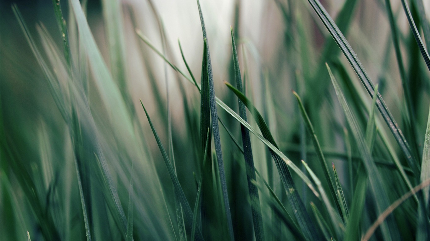 Large green leaves close-up flower wallpaper (2) #15 - 1366x768