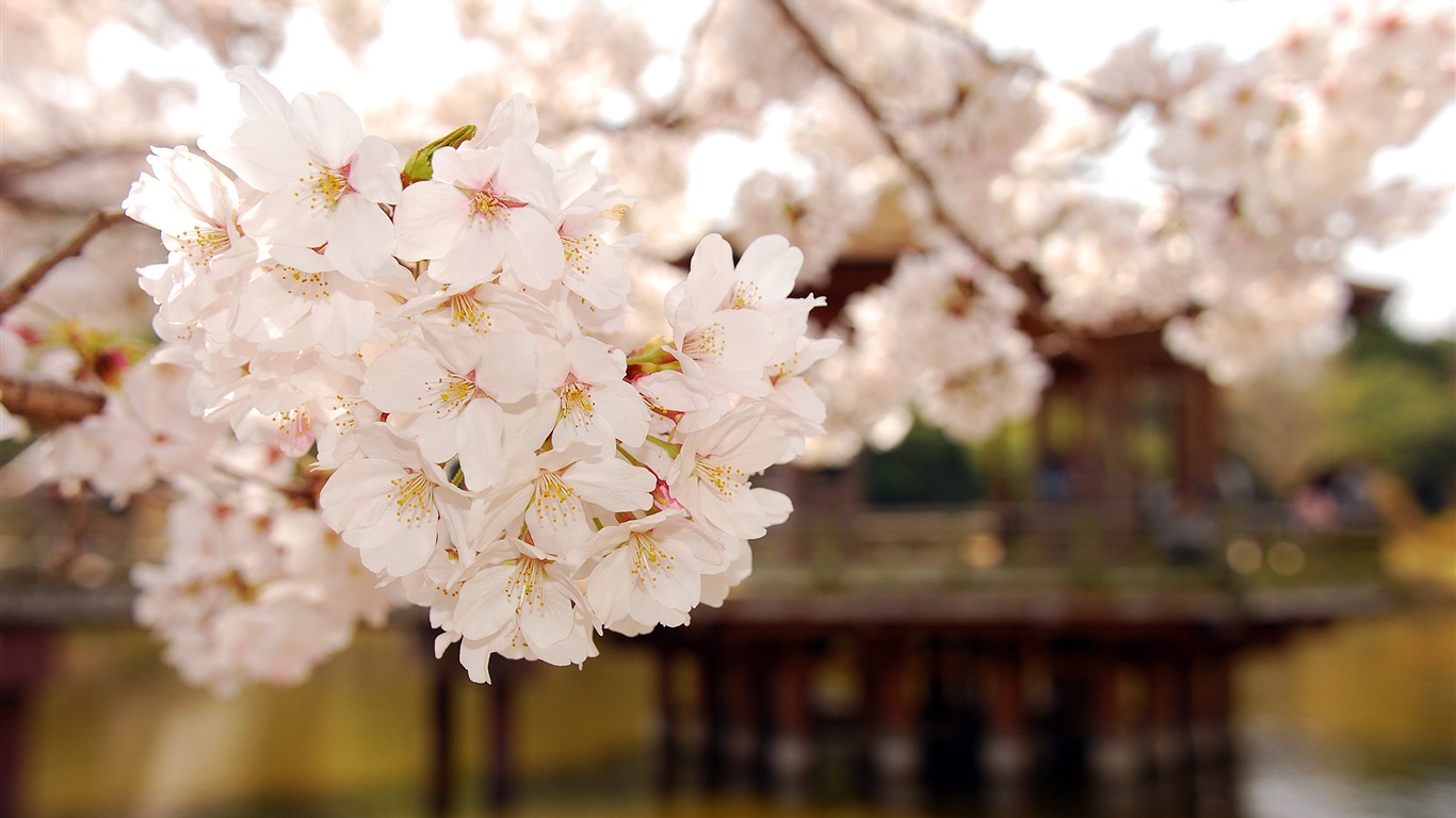 Große grüne Blätter Nahaufnahme flower wallpaper (2) #16 - 1366x768