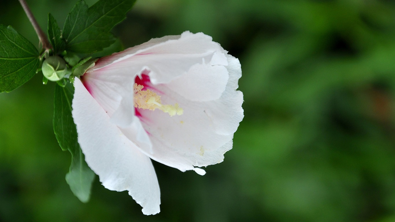 Panenství Jade Althea (vlk týmové práce) #6 - 1366x768