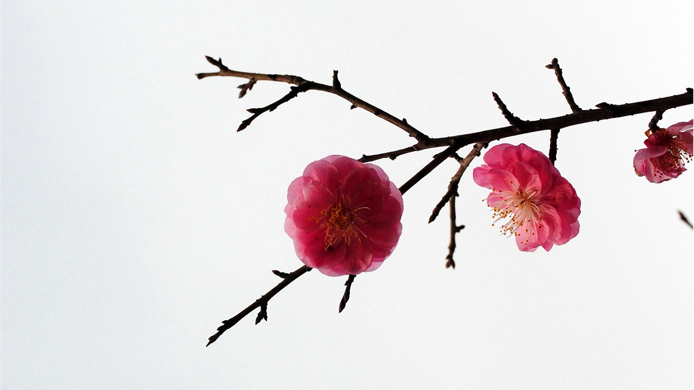 Švestka (Pink 526 záznamů) #16 - 1366x768