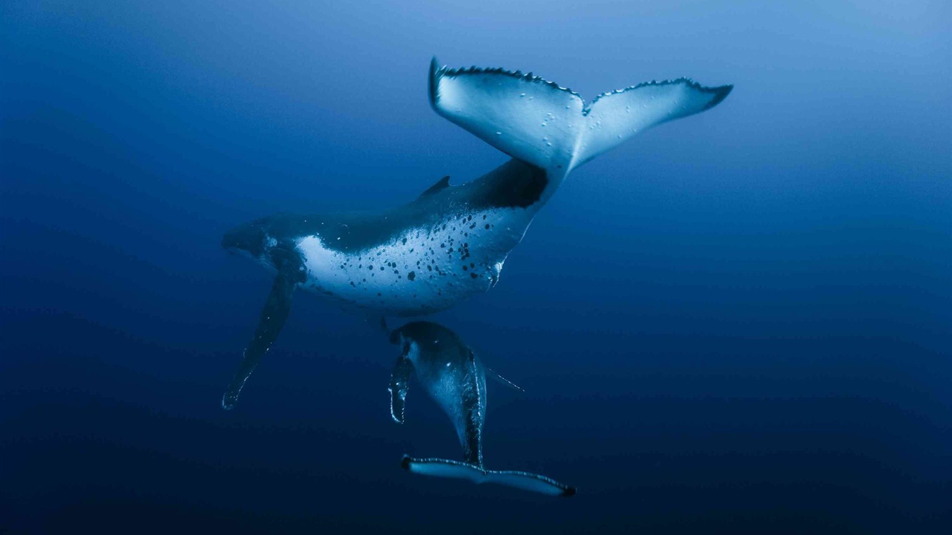 Oceans 海洋 高清壁紙 #3 - 1366x768