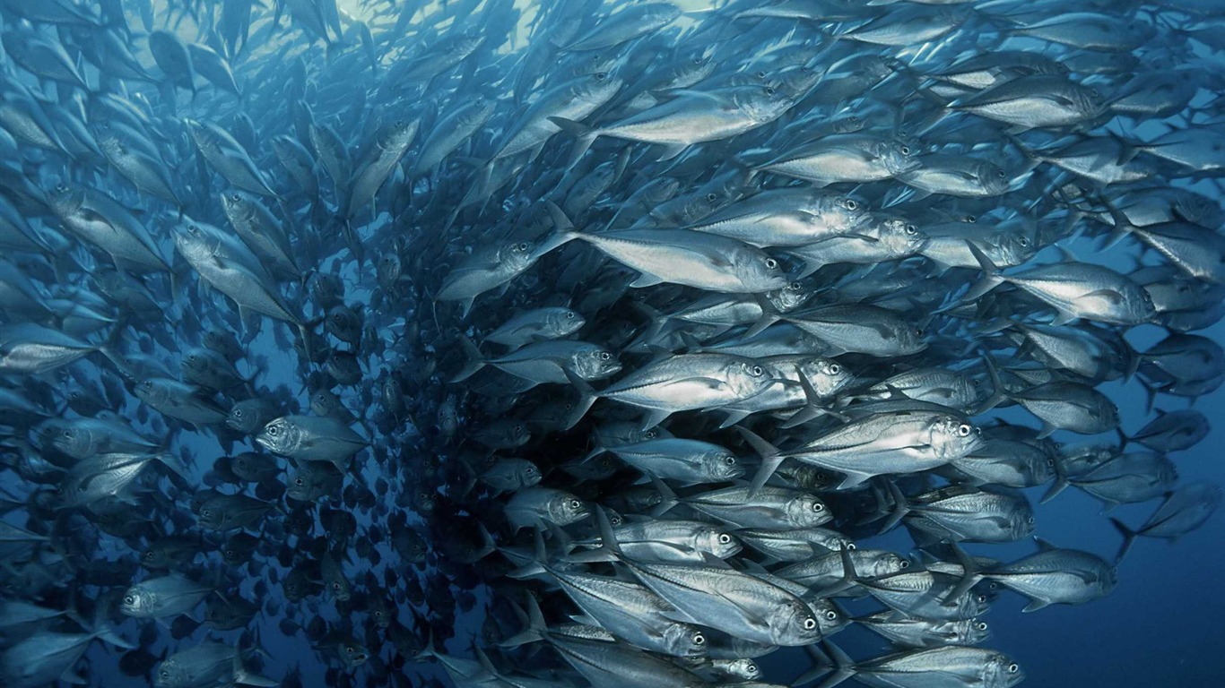 Oceans 海洋 高清壁紙 #4 - 1366x768
