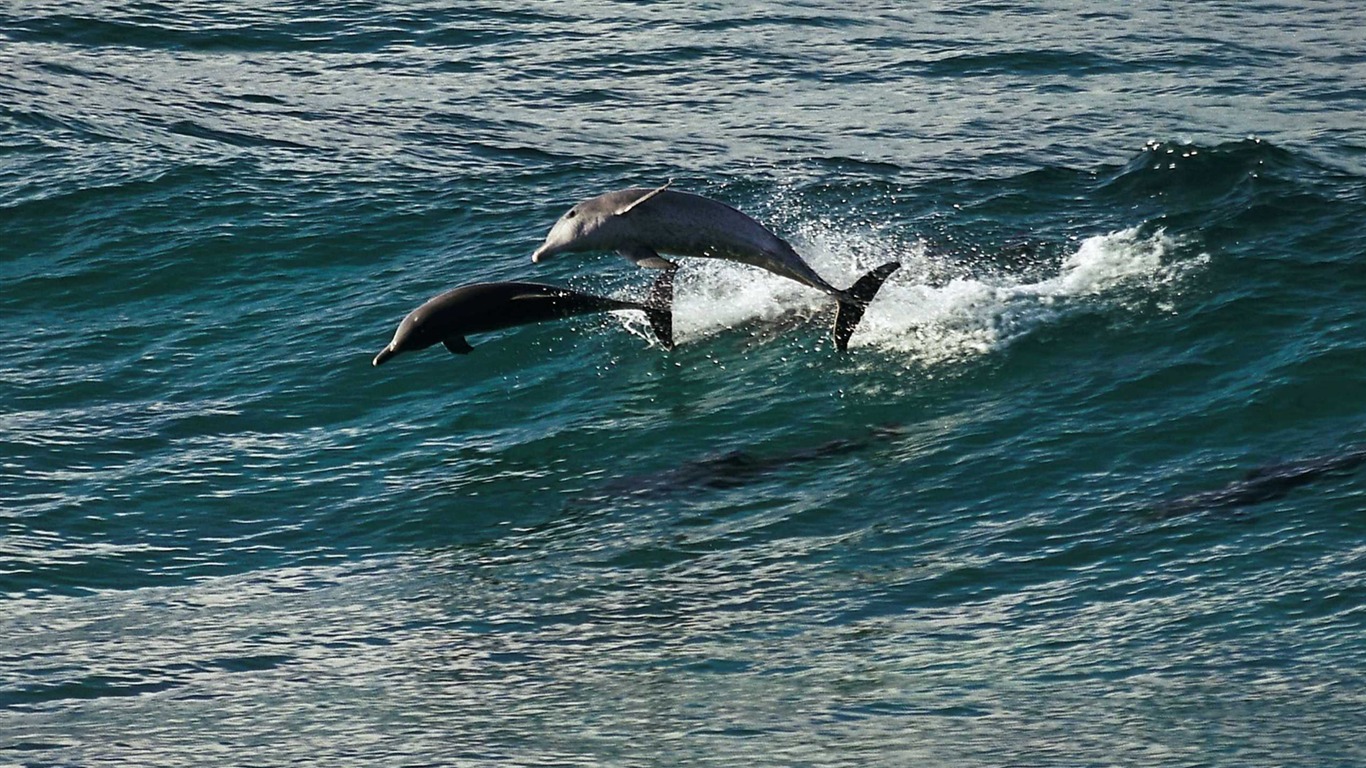 Oceans 海洋 高清壁紙 #5 - 1366x768