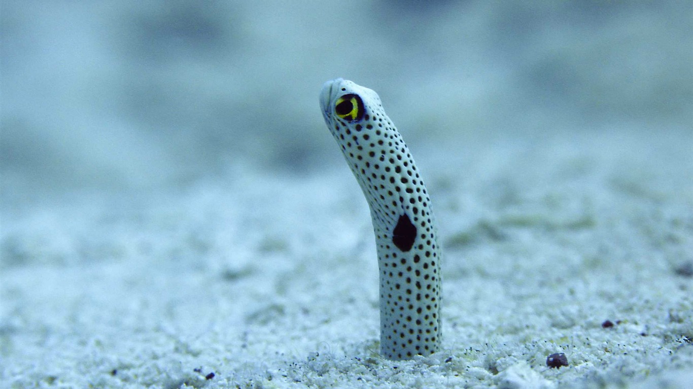 Oceans 海洋 高清壁紙 #9 - 1366x768