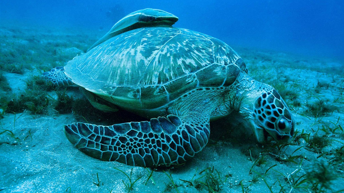Oceans HD wallpaper #11 - 1366x768