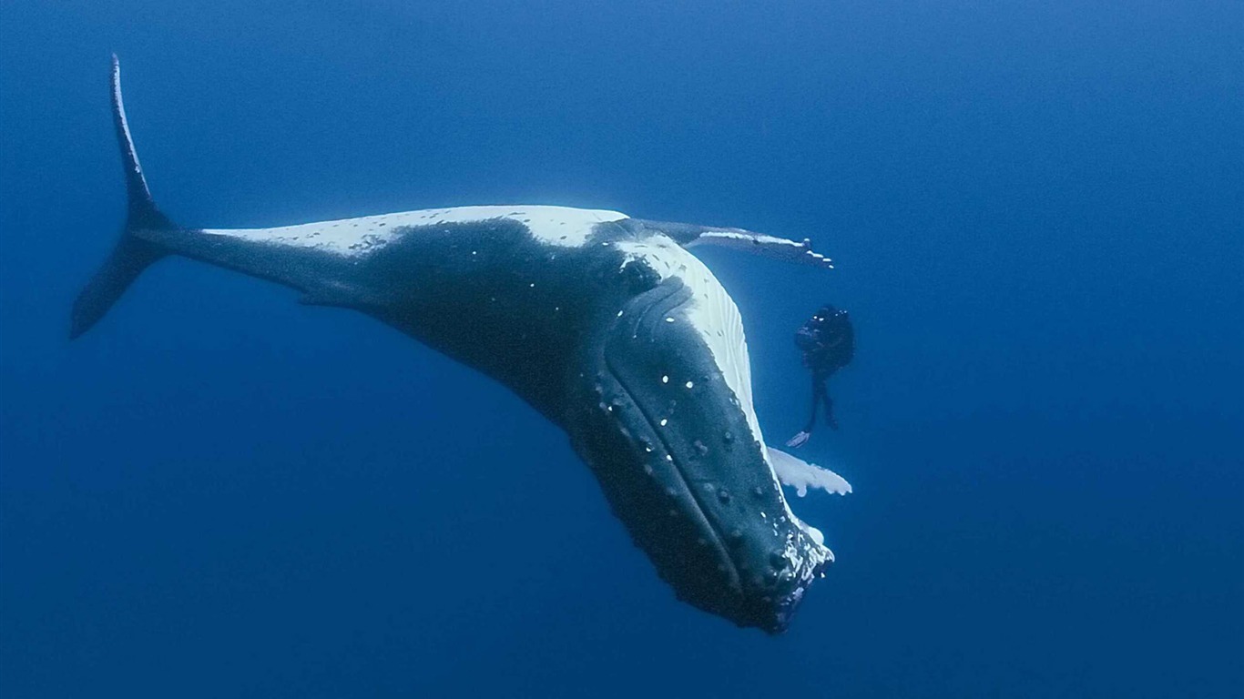 Oceans 海洋 高清壁紙 #12 - 1366x768