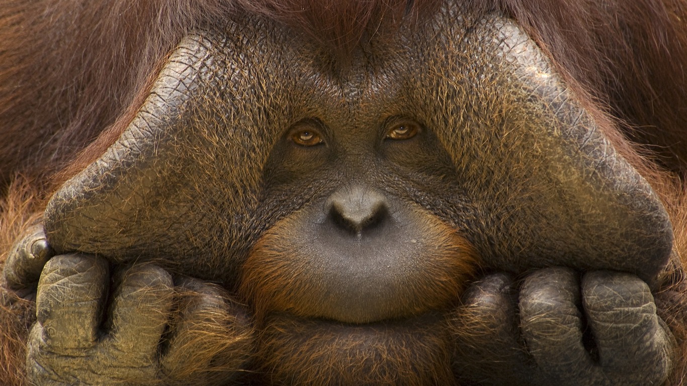 動物壁紙合集(22) #15 - 1366x768