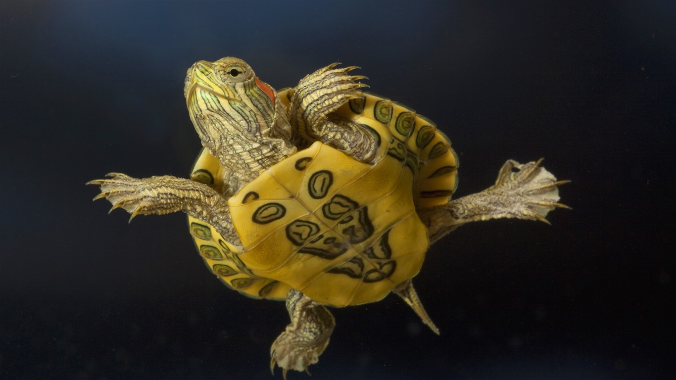 Animal Wallpaper Collection (22) #18 - 1366x768