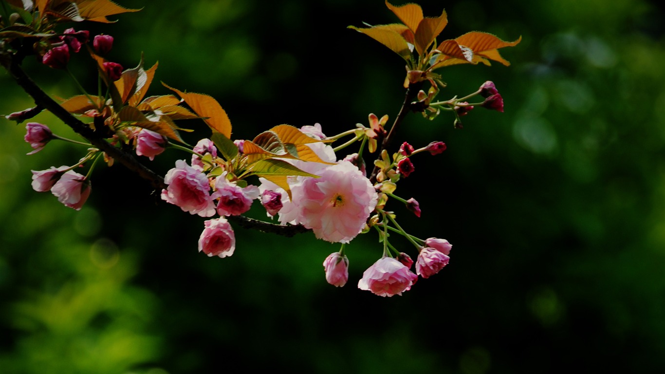 Tyto květiny (Pretty in Pink 526 záznamů) #13 - 1366x768