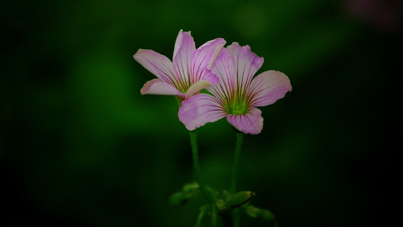 Those flowers (Pretty in Pink 526 entries) #14 - 1366x768