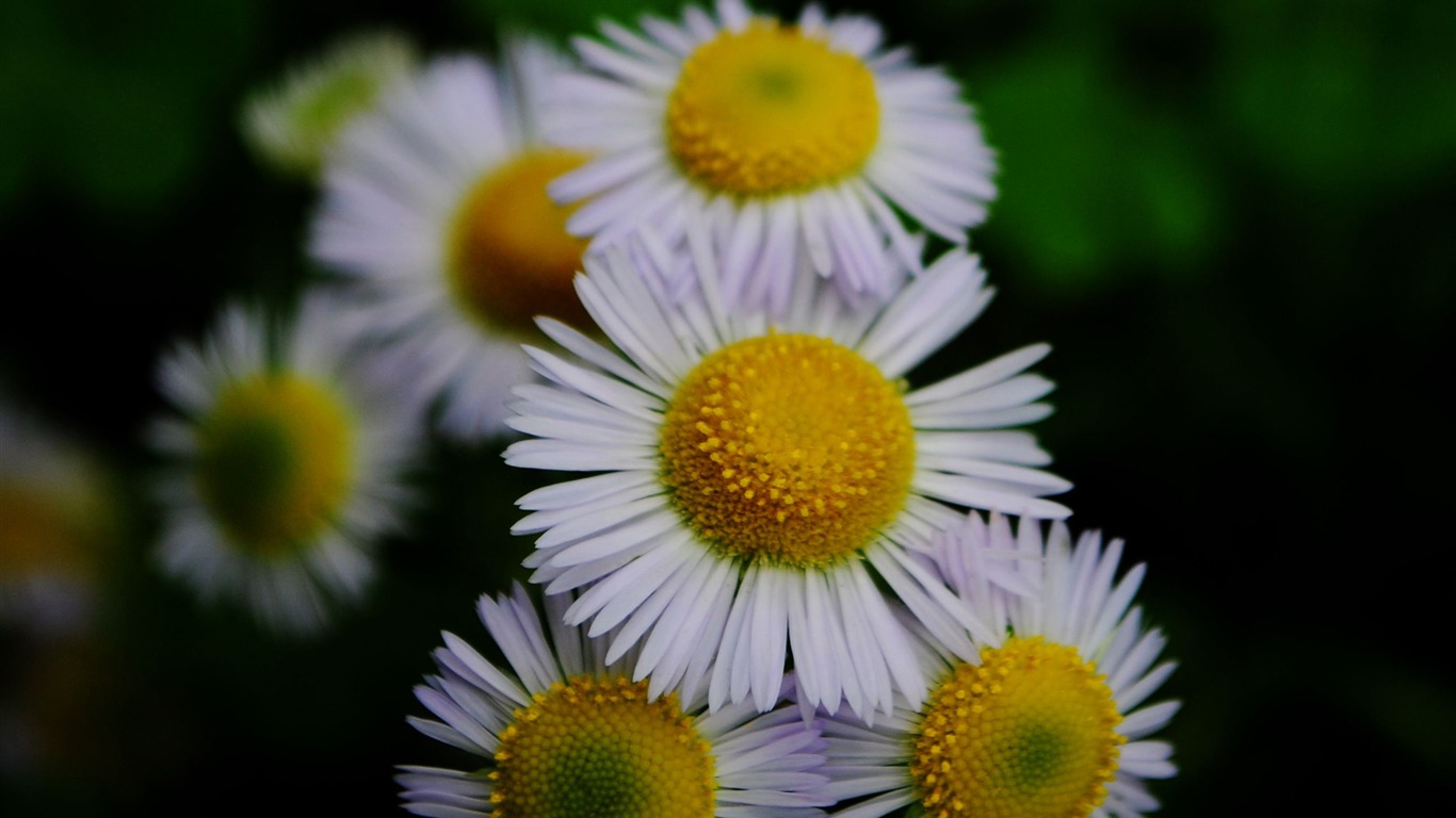 Flowers macro (Pretty in Pink 526 entries) #4 - 1366x768