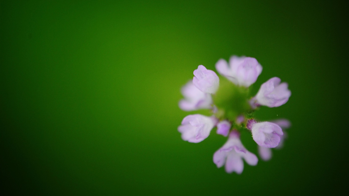 Flowers macro (Pretty in Pink 526 entries) #6 - 1366x768