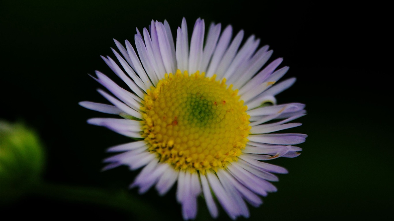 Flowers macro (Pretty in Pink 526 entries) #8 - 1366x768