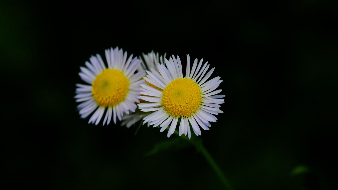 Flowers macro (Pretty in Pink 526 entries) #11 - 1366x768