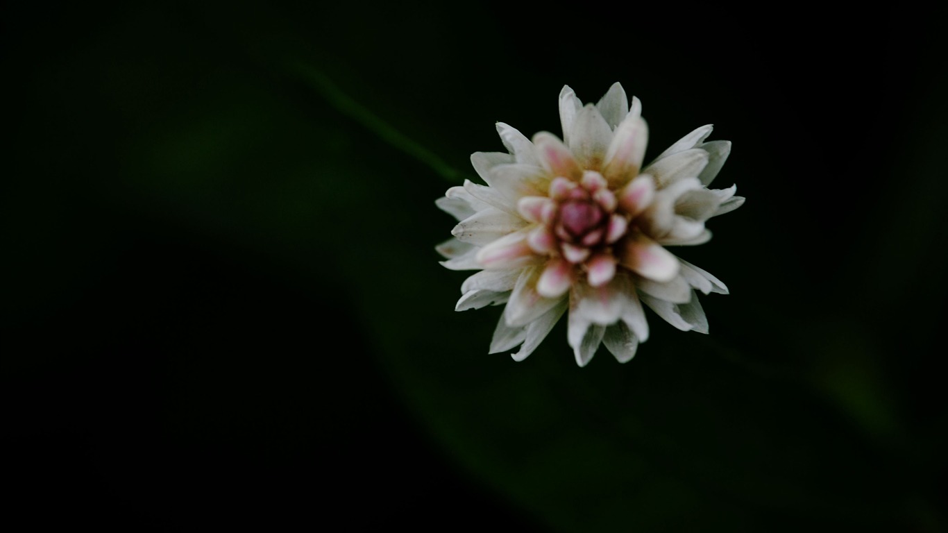 Flowers macro (Pretty in Pink 526 entries) #17 - 1366x768