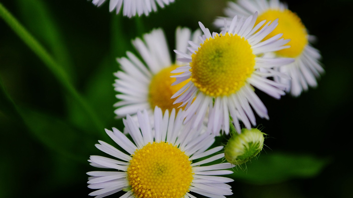 Flowers macro (Pretty in Pink 526 entries) #19 - 1366x768