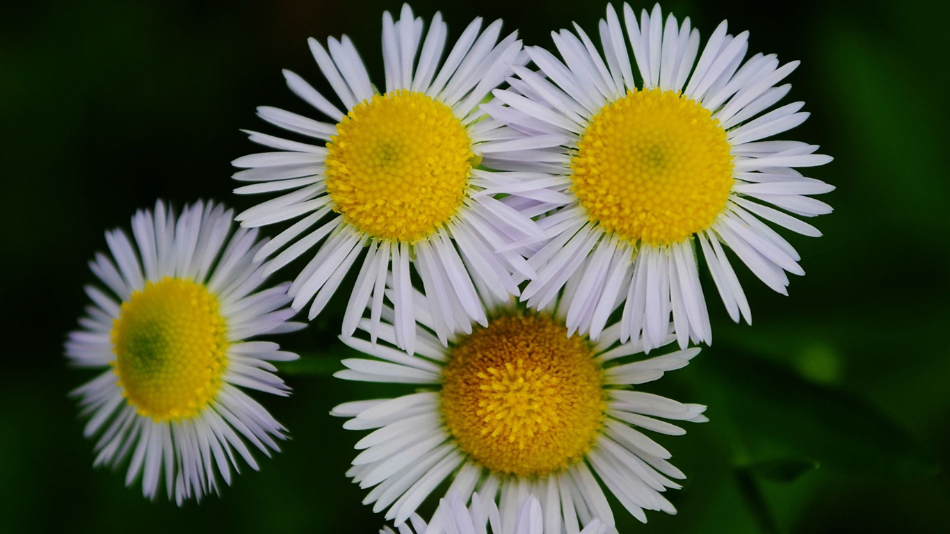 Flowers macro (Pretty in Pink 526 entries) #20 - 1366x768