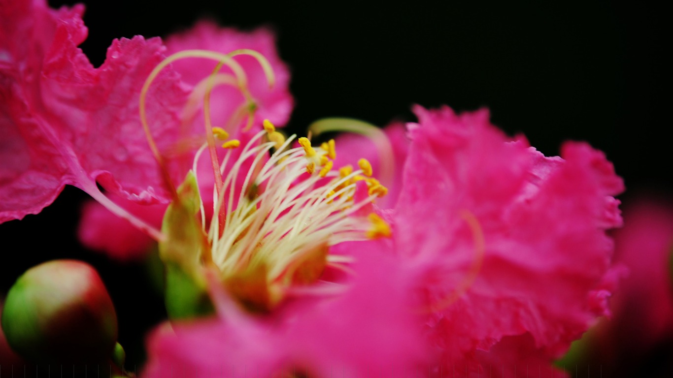 花（Pretty in Pinkで526エントリ） #16 - 1366x768