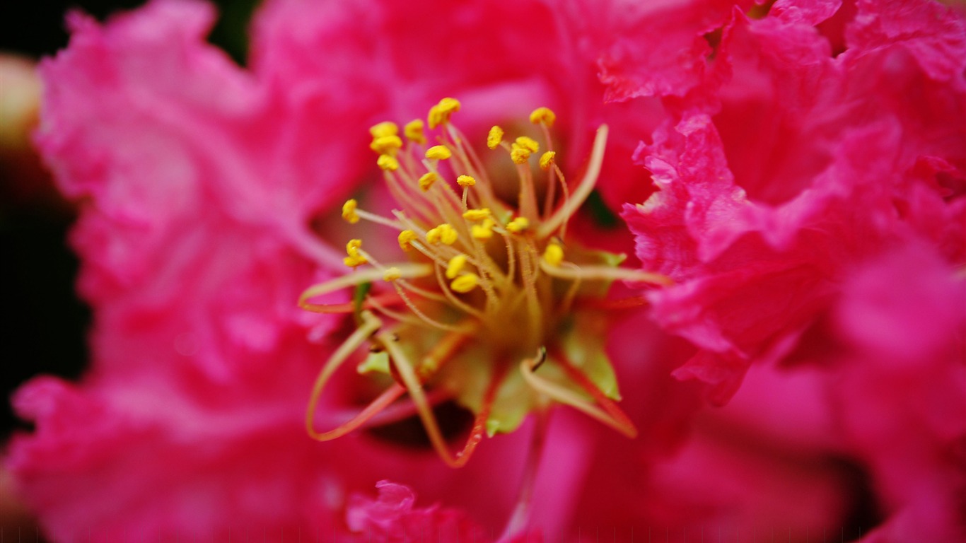 花（Pretty in Pinkで526エントリ） #19 - 1366x768