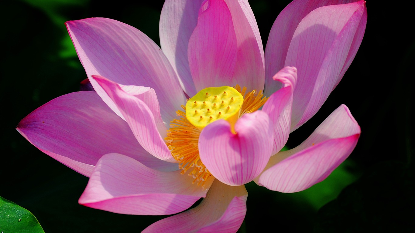Květiny (Pretty in Pink 526 záznamů) #20 - 1366x768