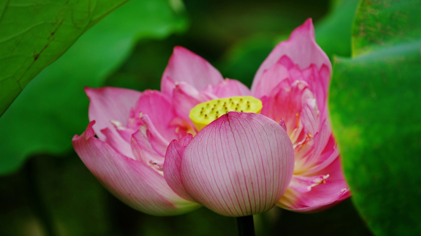 Lotus (Pretty in Pink 526 záznamů) #2 - 1366x768