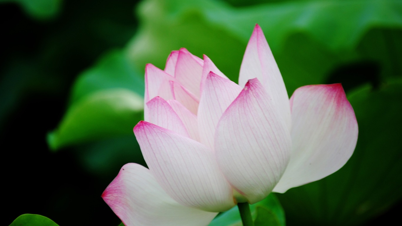 Lotus (Pretty in Pink 526 záznamů) #7 - 1366x768