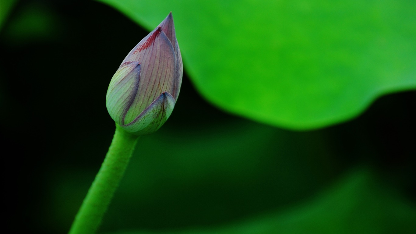 Lotus (Pretty in Pink 526 záznamů) #9 - 1366x768