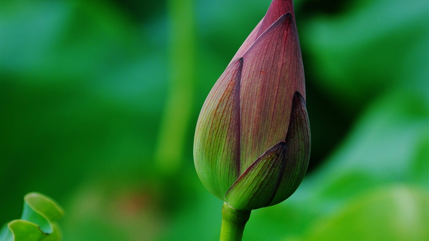 Lotus (Pretty in Pink 526 záznamů) #14 - 1366x768