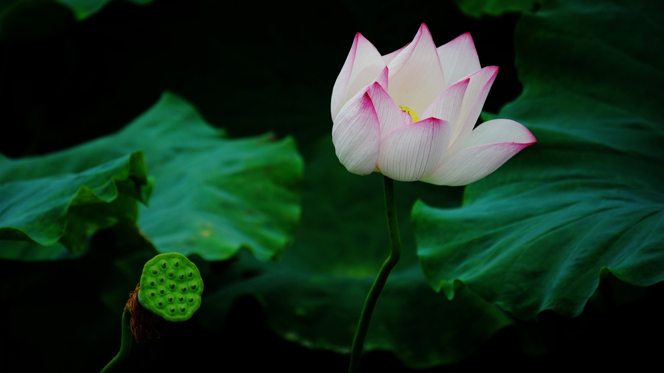 Lotus (Pretty in Pink 526 entries) #15 - 1366x768