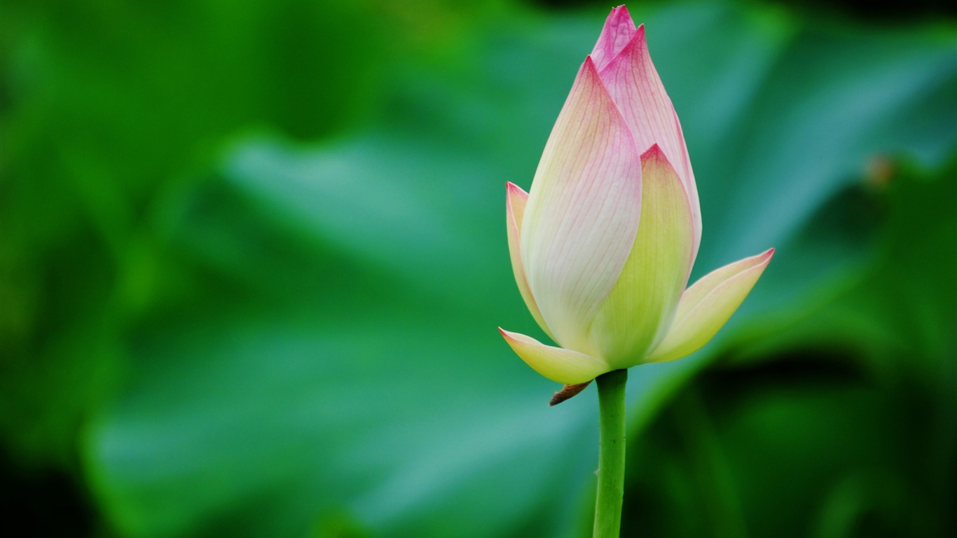 Lotus (Pretty in Pink 526 entries) #18 - 1366x768