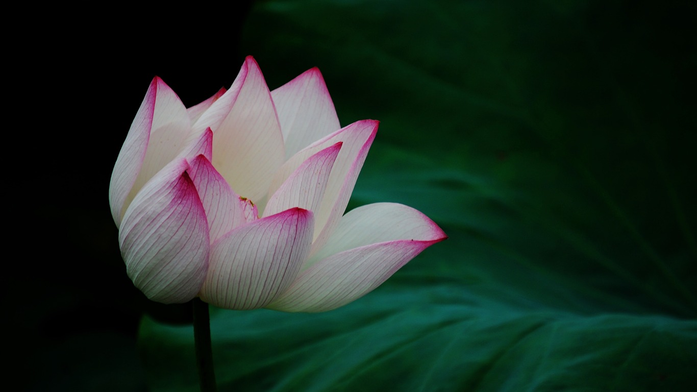 Lotus (Pretty in Pink 526 záznamů) #19 - 1366x768